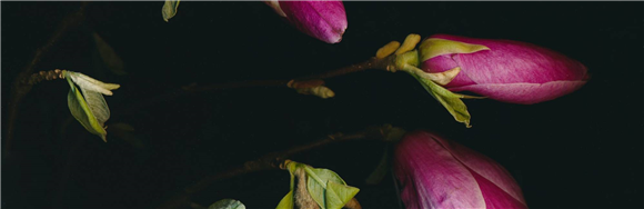 Tilyen Mucik: Floriografija