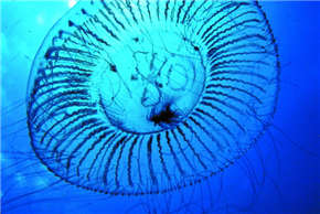Eduardo Kac: Telepresence, Biotelematics, Transgenic Art