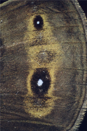 Marta de Menezes: NARAVA? / NATURE?