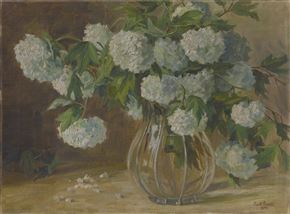 Pod lupo z Zbirko UGM / Hortenzije