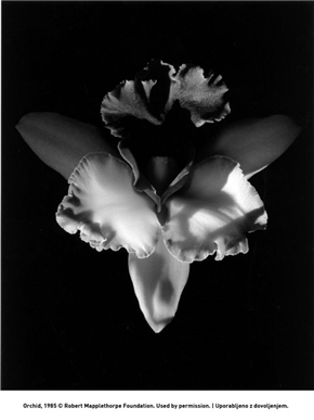 Robert Mapplethorpe