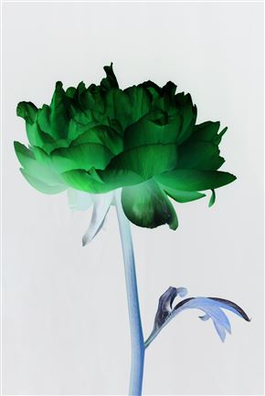 Tanja Lažetić / Rože