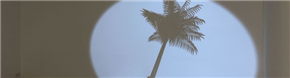 Utrujene palme